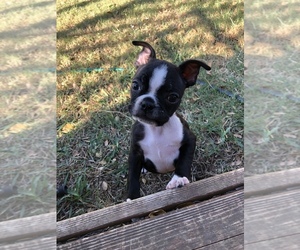 Boston Terrier Puppy for sale in PRINCETON, TX, USA