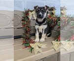 Puppy 3 German Shepherd Dog-Siberian Husky Mix