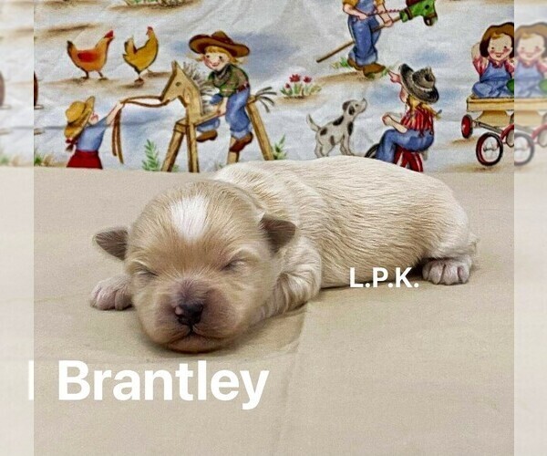 Medium Photo #1 Maltipoo Puppy For Sale in WINNSBORO, LA, USA