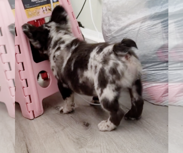 Medium Photo #4 French Bulldog Puppy For Sale in PALMDALE, CA, USA