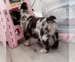 Small #3 French Bulldog