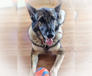 Duke 7431 - Male German Shepherd Dog Dog for Adoption - Photo #6