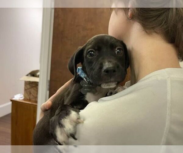 Medium Photo #8 Labrador Retriever-Unknown Mix Puppy For Sale in Holly Springs, NC, USA