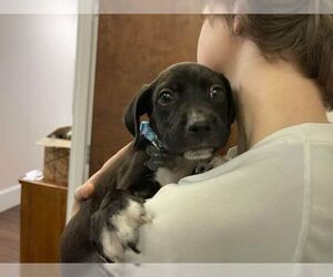 Sebastian aka Sea Bass - Male Labrador Retriever-Unknown Mix Dog for Adoption - Photo #8