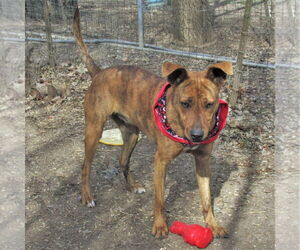 Tigger - Female Retriever -Unknown Mix Dog for Adoption - Photo #2
