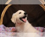 Small Photo #35 English Cream Golden Retriever Puppy For Sale in LANCASTER, WI, USA