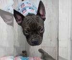 Small #12 French Bulldog