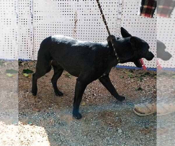 Medium Photo #13 Labrador Retriever Puppy For Sale in Apple Valley, CA, USA