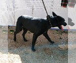 Small Photo #13 Labrador Retriever Puppy For Sale in Apple Valley, CA, USA
