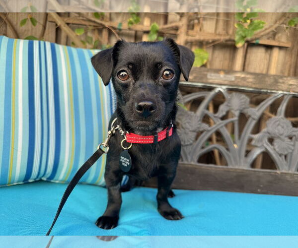 Medium Photo #3 Chihuahua Puppy For Sale in Santa Clara, CA, USA