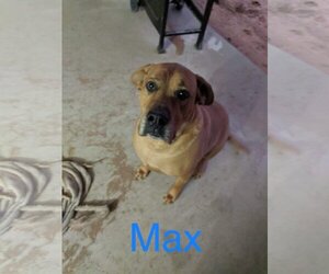 Max - Male Boxer-Great Dane Mix Dog for Adoption - Photo #2