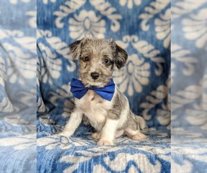 Fox Terrier (Smooth)-Poodle (Toy) Mix Puppy for sale in LEOLA, PA, USA