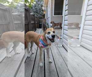 Black Mouth Cur-Unknown Mix Dogs for adoption in Aurora, CO, USA