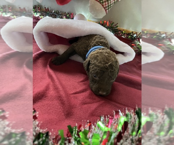 Medium Photo #9 Chesapeake Bay Retriever Puppy For Sale in WAUKON, IA, USA