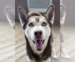 Small Siberian Husky