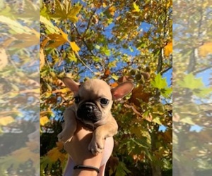 French Bulldog Puppy for sale in SACRAMENTO, CA, USA