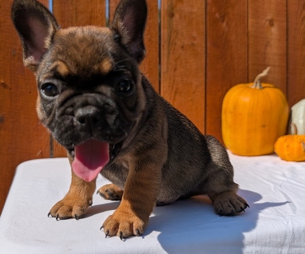Medium Photo #18 French Bulldog Puppy For Sale in GOSHEN, IN, USA