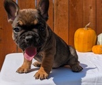 Small #3 French Bulldog
