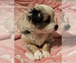 Small Photo #3 Miniature Australian Shepherd Puppy For Sale in SALEM, OR, USA