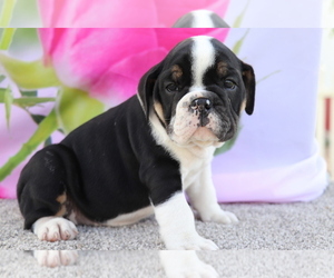 Bulldog Puppy for sale in SHILOH, OH, USA