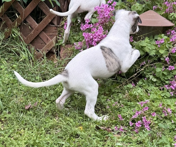 Medium Photo #2 Whippet Puppy For Sale in DONALDS, SC, USA
