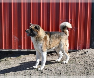 Father of the Akita puppies born on 02/20/2025