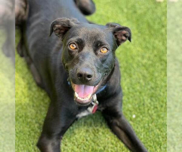 Medium Photo #18 Labrador Retriever-Unknown Mix Puppy For Sale in San Diego, CA, USA