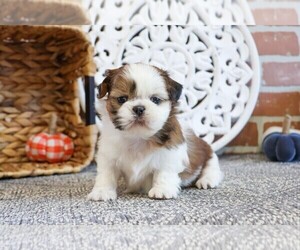 Shih Tzu Puppy for sale in SYRACUSE, IN, USA