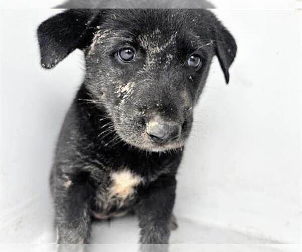 Medium Photo #1 Labrador Retriever-Unknown Mix Puppy For Sale in Houston, TX, USA