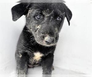 Labrador Retriever-Unknown Mix Dogs for adoption in Houston, TX, USA