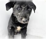 Small Labrador Retriever Mix