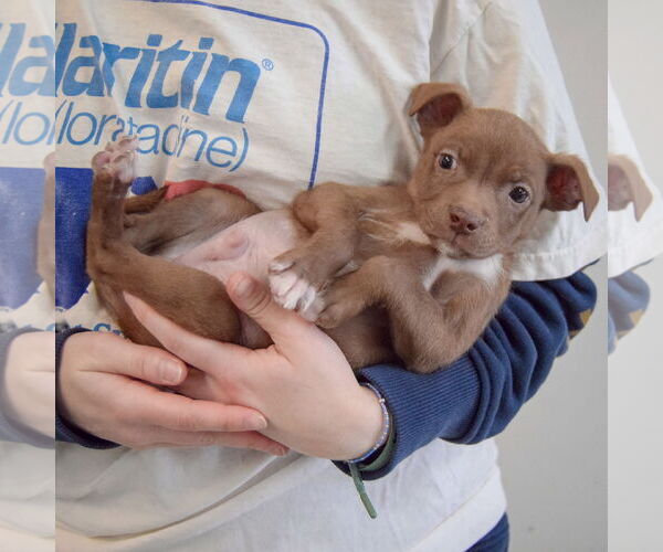 Medium Photo #4 Chiweenie Puppy For Sale in Huntley, IL, USA