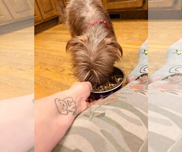 Medium Photo #4 Chihuahua-Unknown Mix Puppy For Sale in New London, WI, USA