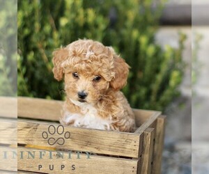 Goldendoodle (Miniature) Puppy for sale in BIRD IN HAND, PA, USA