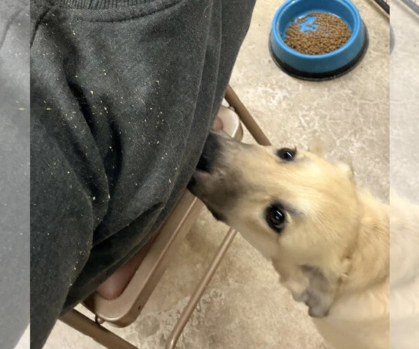 Medium Photo #4 Anatolian Pyrenees Puppy For Sale in Overland Park, KS, USA