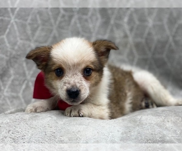 Medium Photo #12 Texas Heeler Puppy For Sale in LAKELAND, FL, USA