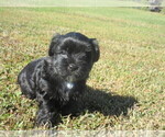 Small Photo #4 Shorkie Tzu Puppy For Sale in GALVA, IL, USA