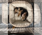 Donut - Male Yorkshire Terrier Puppy for Sale - Photo #2