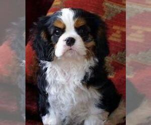 Cavalier King Charles Spaniel Puppy for sale in HUDSON, MI, USA
