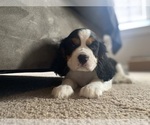 Small Photo #3 Cavalier King Charles Spaniel Puppy For Sale in SENECA, SC, USA