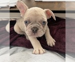 Small Photo #15 French Bulldog Puppy For Sale in FOUNTAIN CITY, IN, USA