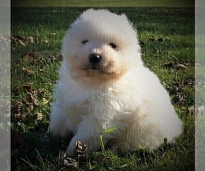 Samoyed Puppy for Sale in LUBLIN, Wisconsin USA