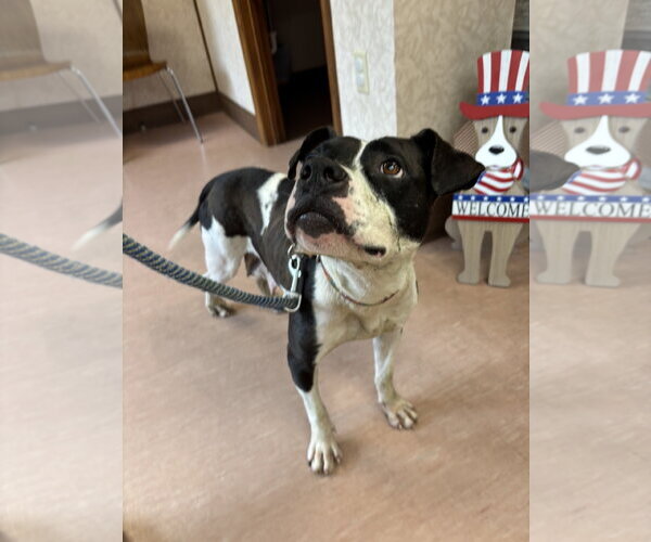 Medium Photo #7 Mutt Puppy For Sale in Rustburg, VA, USA