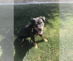 Rottweiler Puppy for sale in LA QUINTA, CA, USA