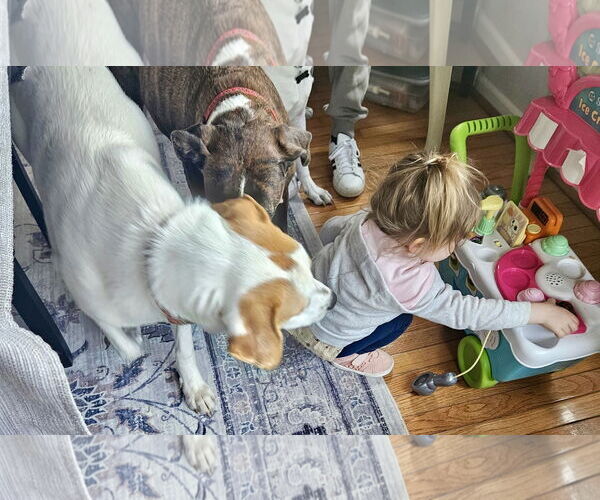 Medium Photo #43 Great Pyrenees-Unknown Mix Puppy For Sale in Mount Laurel, NJ, USA