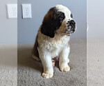 Small Photo #10 Saint Bernard Puppy For Sale in PALM COAST, FL, USA