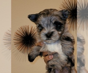 Yorkshire Terrier Puppy for sale in LEANDER, TX, USA