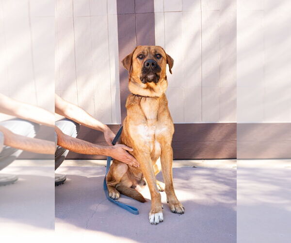 Medium Photo #6 Mastiff-Rhodesian Ridgeback Mix Puppy For Sale in Lake Forest, CA, USA