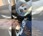 Small #2 Jack Russell Terrier