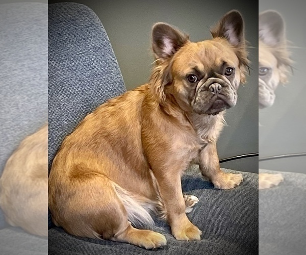 Medium Photo #1 French Bulldog Puppy For Sale in WOODBRIDGE, VA, USA